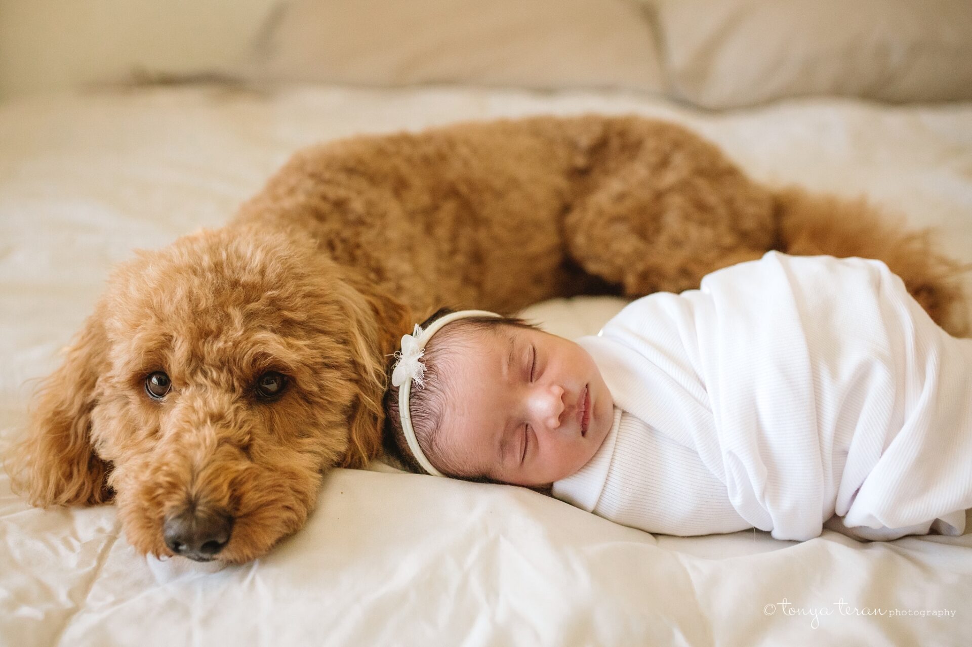 in-home lifestyle newborn and dog photo dc newborn photographer